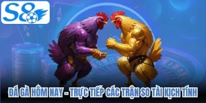 Đá Gà Hôm Nay