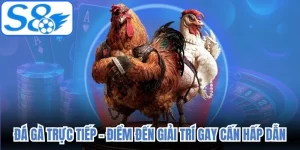 Đá Gà Trực Tiếp